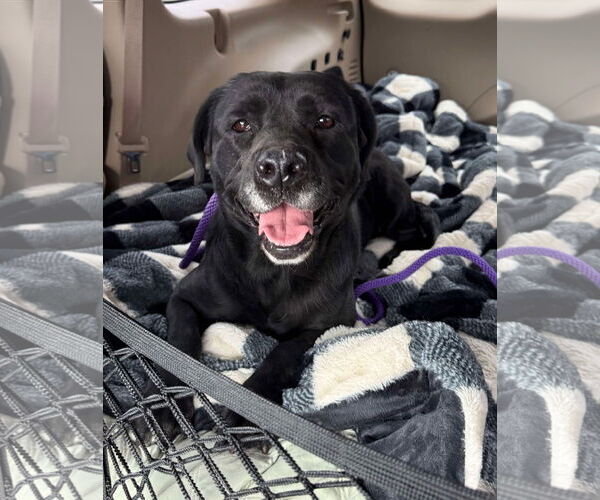 Medium Photo #4 Labrador Retriever-Unknown Mix Puppy For Sale in San Diego, CA, USA