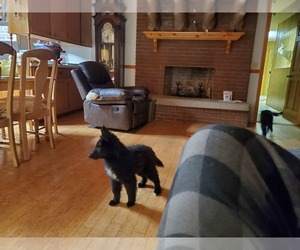 Belgian Sheepdog Puppy for sale in TAYLORSVILLE, NC, USA