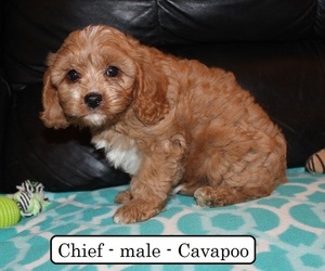 Cavapoo Puppy for sale in CLARKRANGE, TN, USA