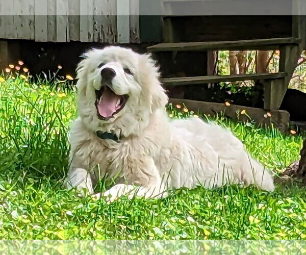 Medium Photo #4 Great Pyrenees Puppy For Sale in Rustburg, VA, USA