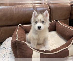 Siberian Husky Puppy for sale in AVENTURA, FL, USA