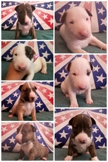 Bull Terrier Puppy for sale in TOLEDO, OH, USA