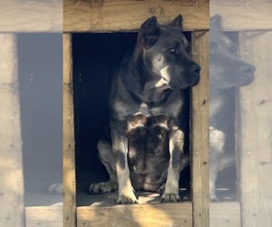 Mother of the Cane Corso puppies born on 11/25/2023
