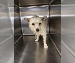 Mutt Dogs for adoption in Houston, TX, USA