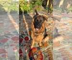 Small German Shepherd Dog
