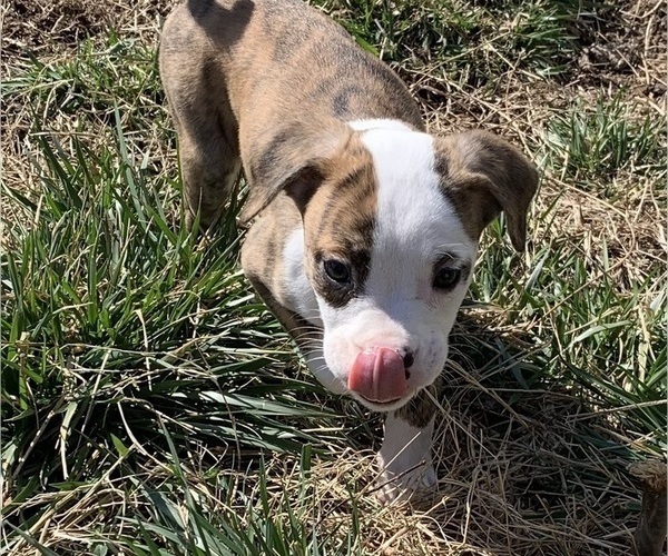 Medium Photo #5 American Bully-Boxer Mix Puppy For Sale in PORTSMOUTH, VA, USA