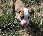 Small #4 American Bully-Boxer Mix