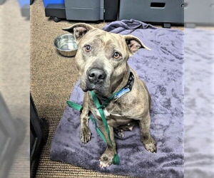 American Staffordshire Terrier-Unknown Mix Dogs for adoption in Denton, TX, USA