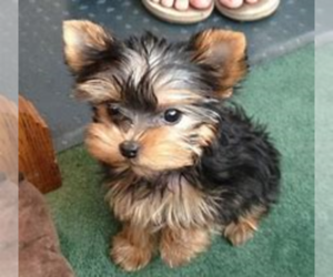 Yorkshire Terrier Puppy for sale in LIMA, OH, USA