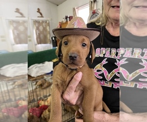 Labrador Retriever Puppy for Sale in GORDONSVILLE, Virginia USA
