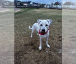 Small #2 Dalmatian-Labrador Retriever Mix