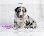 Puppy Maggi Australian Shepherd