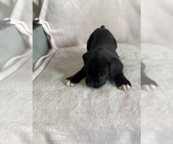 Medium Photo #8 Boxer Puppy For Sale in WESTVILLE, OK, USA