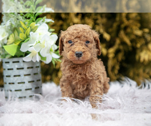Medium Poodle (Standard)
