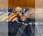 Small Shih Tzu Mix