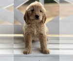Small Photo #3 Goldendoodle (Miniature) Puppy For Sale in SOUTH BOSTON, VA, USA