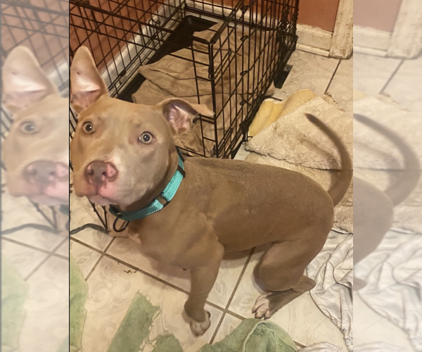 Medium Photo #1 Mutt Puppy For Sale in Rockville, MD, USA