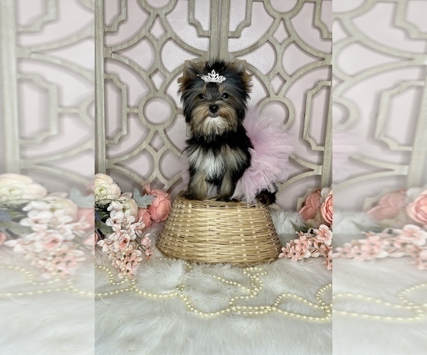 Medium Photo #2 Yorkshire Terrier Puppy For Sale in MORRIS CHAPEL, TN, USA