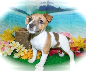 Jack Russell Terrier Puppy for sale in HAMMOND, IN, USA