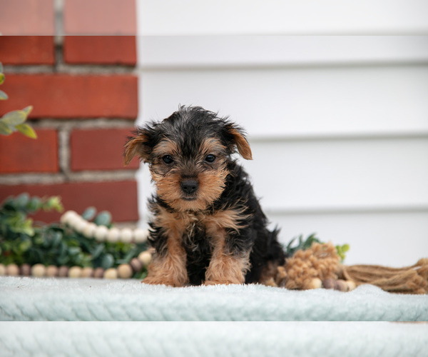 Medium Photo #20 Yorkshire Terrier Puppy For Sale in MONROE, IN, USA