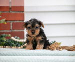 Small Photo #20 Yorkshire Terrier Puppy For Sale in MONROE, IN, USA