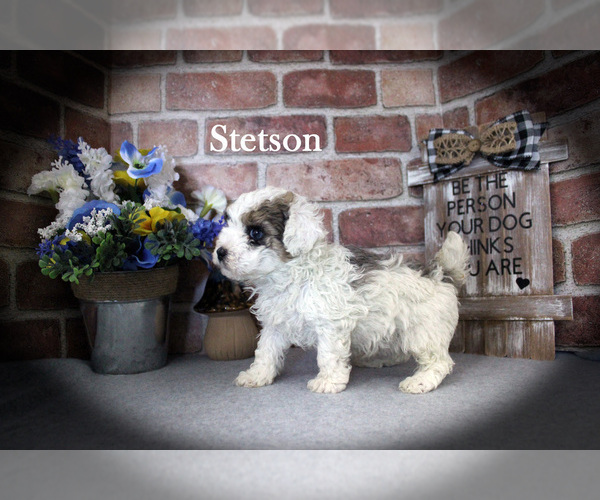 Medium Photo #5 Poodle (Miniature) Puppy For Sale in CHANUTE, KS, USA