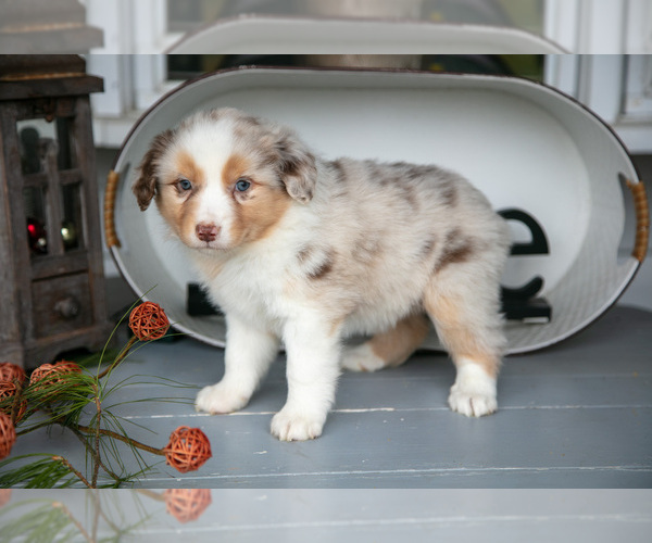 Medium Photo #3 Australian Shepherd Puppy For Sale in HOLMESVILLE, OH, USA