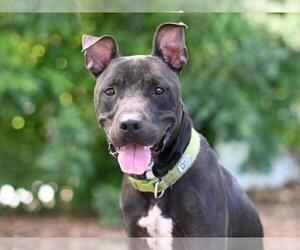 Labrador Retriever-Unknown Mix Dogs for adoption in Tavares, FL, USA