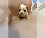 Small #8 French Bulldog