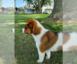 Australian Cattle Dog-Unknown Mix Puppy for sale in FRYTOWN, IA, USA