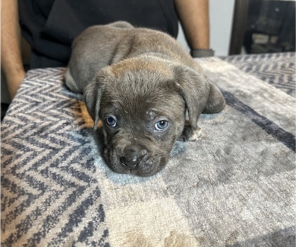 Medium Photo #3 Cane Corso Puppy For Sale in MOUNT MORRIS, MI, USA