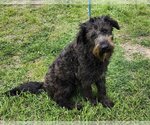 Small Photo #1 Poodle (Standard)-Unknown Mix Puppy For Sale in Bandera, TX, USA