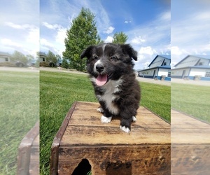 American Eskimo Dog-Border Collie Mix Puppy for sale in CANON CITY, CO, USA