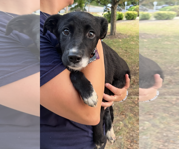 Medium Photo #3 Mutt Puppy For Sale in Rockville, MD, USA