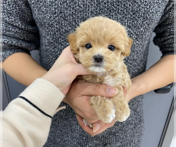 Medium Photo #1 Maltipoo Puppy For Sale in REDLANDS, CA, USA