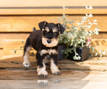 Puppy Carson Schnauzer (Miniature)