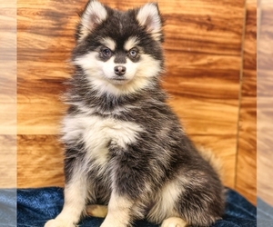Medium Pomsky