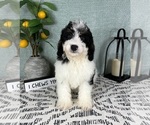 Small #1 Miniature Bernedoodle