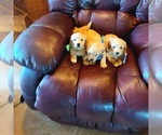 Small Photo #7 English Cream Golden Retriever-Poodle (Miniature) Mix Puppy For Sale in WEWOKA, OK, USA