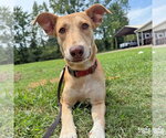 Small Photo #5 Mutt Puppy For Sale in Washington, DC, USA