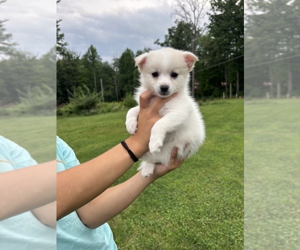 Medium Photo #1 Pomsky Puppy For Sale in NEW COLUMBIA, PA, USA