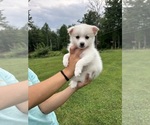 Puppy G1 Pomsky