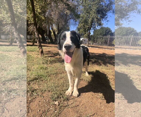 Medium Photo #7 Australian Shepherd-Unknown Mix Puppy For Sale in Lake Elsinore, CA, USA