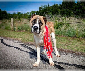 Anatolian Shepherd-Unknown Mix Dogs for adoption in Oklahoma City, OK, USA