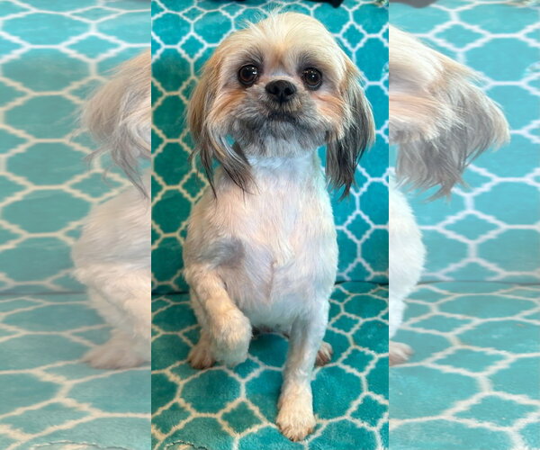 Medium Photo #1 Shih Tzu-Unknown Mix Puppy For Sale in Pacolet, SC, USA