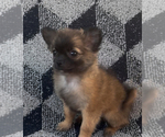 Small Photo #1 Chihuahua Puppy For Sale in EAU CLAIRE, WI, USA
