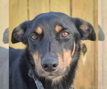 Small Collie-Doberman Pinscher Mix