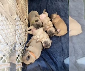 French Bulldog Puppy for sale in OREGON CITY, OR, USA