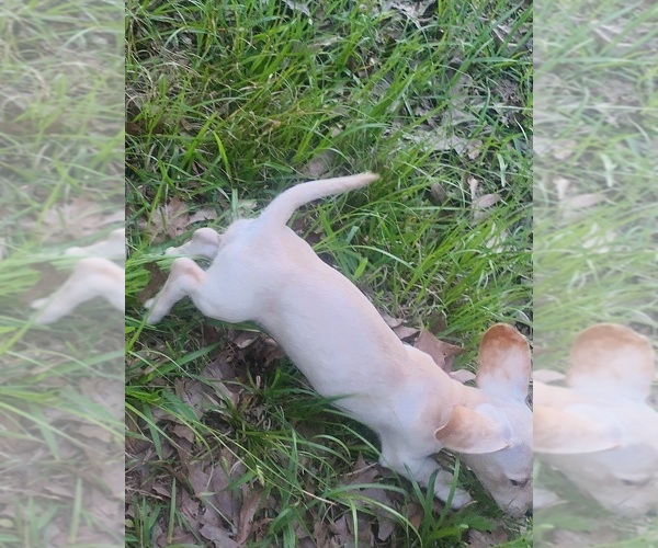 Medium Photo #4 Dachshund Puppy For Sale in DENHAM SPRINGS, LA, USA