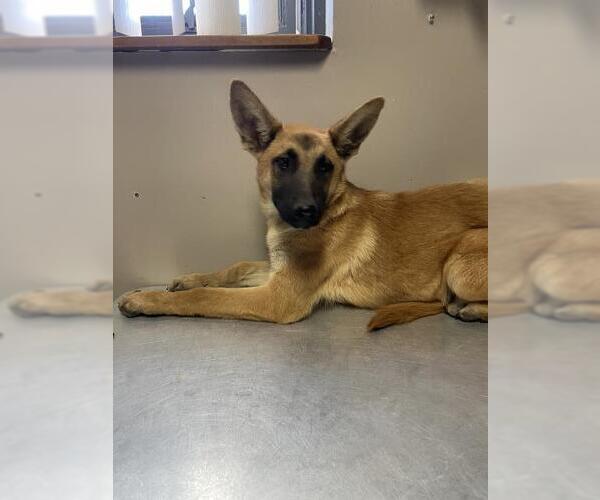 Medium Photo #1 German Shepherd Dog-Unknown Mix Puppy For Sale in Redlands, CA, USA